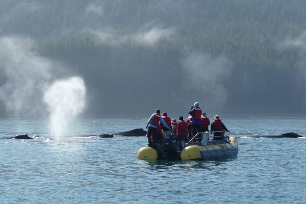 UnCruise Wilderness Discoverer Excursions Skiff.jpg