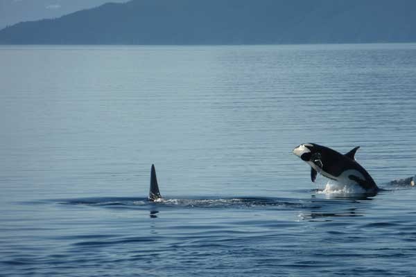 UnCruise Wilderness Discoverer Excursions 3.jpg