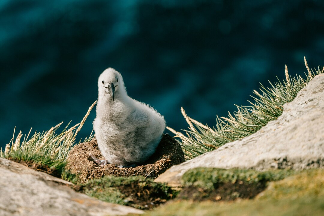 A Black-Browed Albatross Chick, Saunders Island