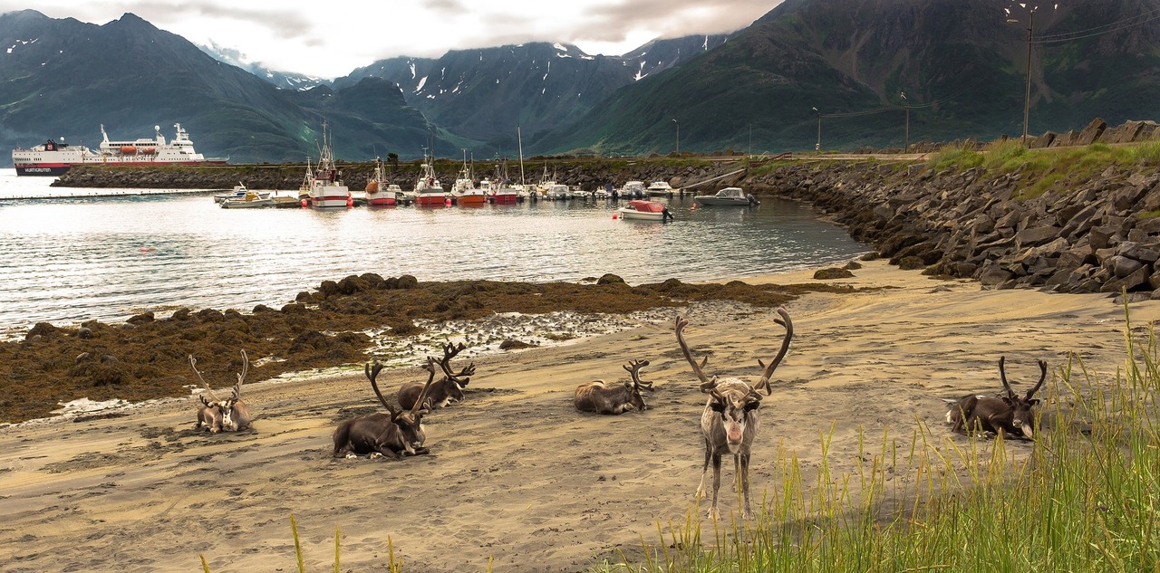 Øksfjord, Reindeer