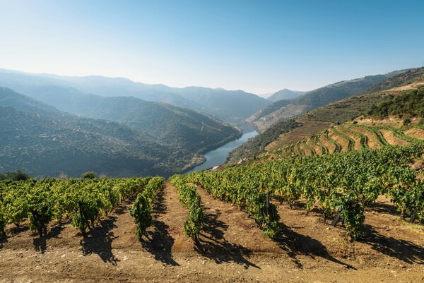 Vineyards on the Douro, Portugal