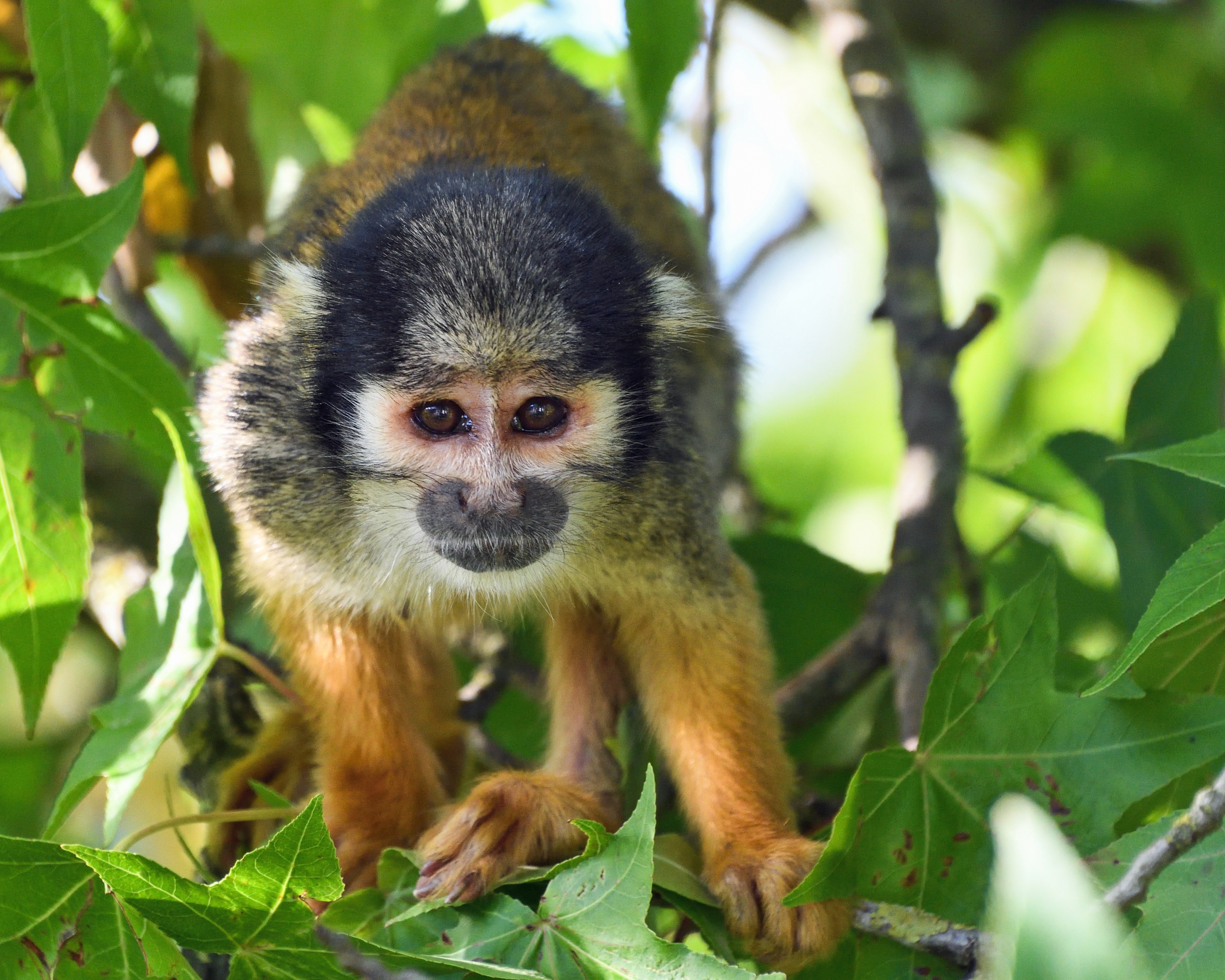 Peruvian Amazon