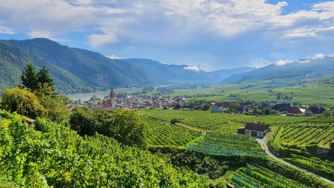 ATWKD Weissenkirchen Vineyard.jpg