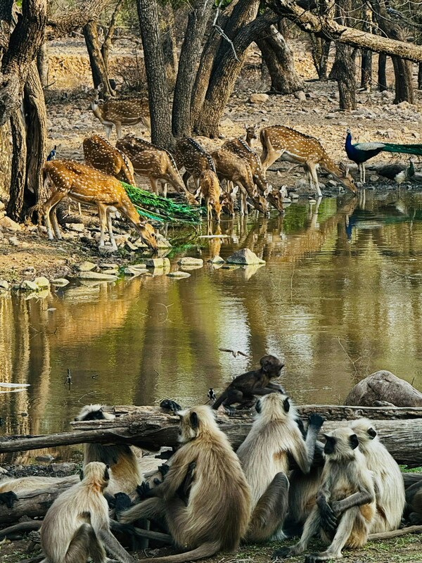 Ranthambore national park