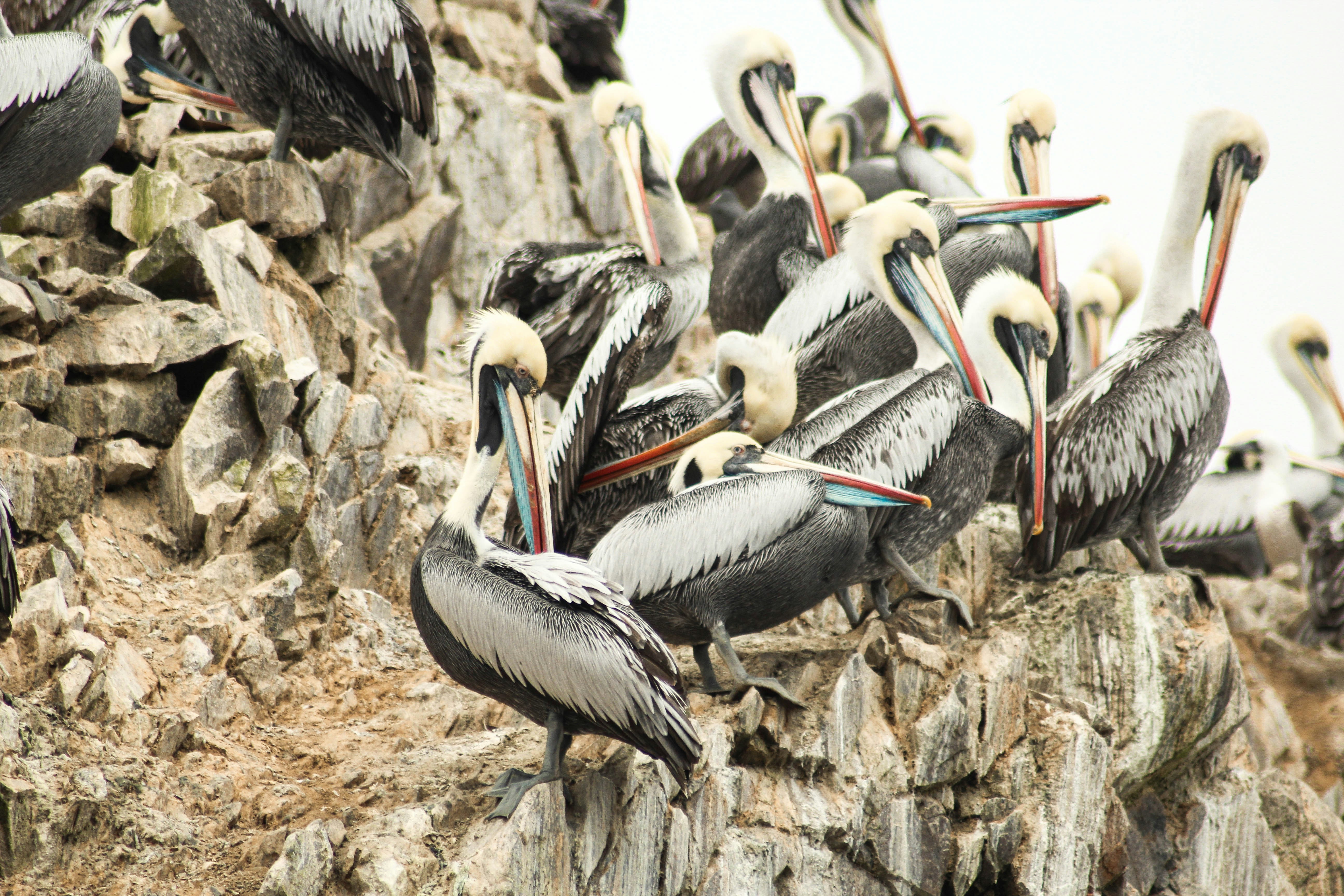 Paracas, Peru