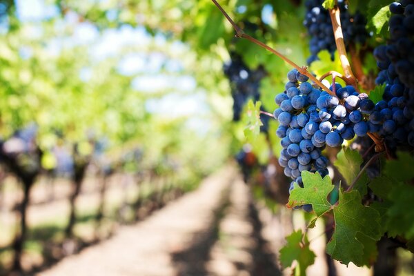 Pauillac